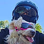 Mady participe au concours pour gagner de l'argent avec cette photo : dog, white_dog, goggles, pink_goggles, harness, pink_harness, motorcycle_helmet, helmet, mask, person, outdoor, blue_sky, trees, tongue_out, pet, fluffy_dog, happy_dog, sunny, daytime, closeup
