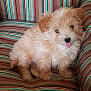 Mady a rejoint le concours — aidez-le/la à gagner de superbes lots ! puppy, dog, fluffy, tongue_out, cute, striped_cushion, indoor, pet, small_dog, furry, adorable, sitting, young_dog, cozy, cushion, brown, beige, fur, nose, ears
