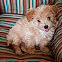 puppy, dog, fluffy, tongue_out, cute, striped_cushion, indoor, pet, small_dog, furry, adorable, sitting, young_dog, cozy, cushion, brown, beige, fur, nose, ears