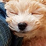 Mady participe au concours pour gagner de l'argent avec cette photo : puppy, dog, sleeping, close_up, fur, nose, denim, texture, cute, pet, animal, soft, relaxing, resting, snout, fluffy, indoors, cozy, young, adorable