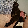 black_cat, kitten, couch, pillow, plush_toy, indoor, relaxed, feline, soft_texture, cozy, nap, pet, animal, furniture, home, resting, cute, small_animal, furry, domestic