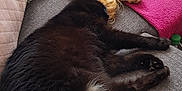 Phoenix participe au concours pour gagner de l'argent avec cette photo : dog, cat, sleeping, sofa, blanket, cushion, pet, indoor, cozy, resting, fur, relaxation, companion, animal, home, comfort, paw, curly_fur, black_cat, white_dog