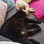 dog, cat, sleeping, sofa, blanket, cushion, pet, indoor, cozy, resting, fur, relaxation, companion, animal, home, comfort, paw, curly_fur, black_cat, white_dog