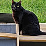 black_cat, cat, animal, pet, outdoor, wooden_table, grass, greenery, brick_wall, feline, sitting, looking, fur, nature, daylight, domestic_animal, eyes, alert, chair, backyard