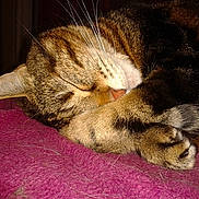 Misty participe au concours pour gagner de l'argent avec cette photo :