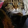 Misty participe au concours pour gagner de l'argent avec cette photo :