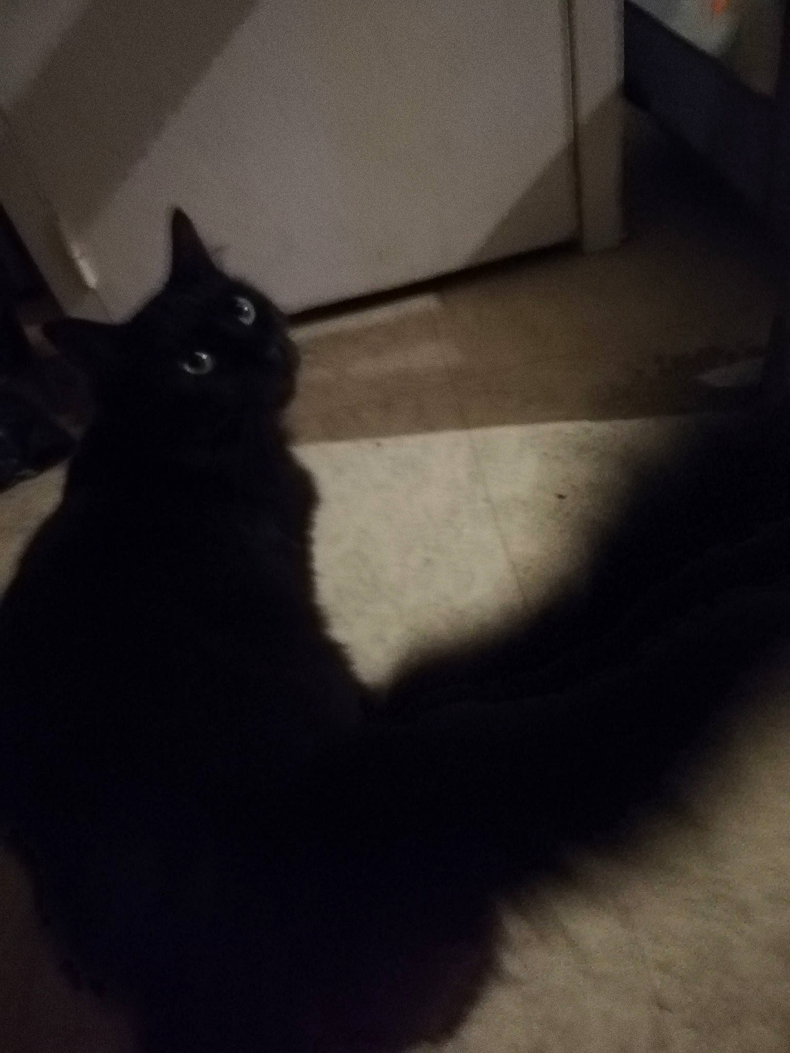 Turbo a rejoint le concours — aidez-le/la à gagner de superbes lots ! black, black_and_white, black_cat, carnivore, cat, darkness, domestic_short_haired_cat, ear, eye, felidae, floor, flooring, fur, kitten, polydactyl_cat, shadow, small_to_medium_sized_cats, snapshot, tail, whiskers