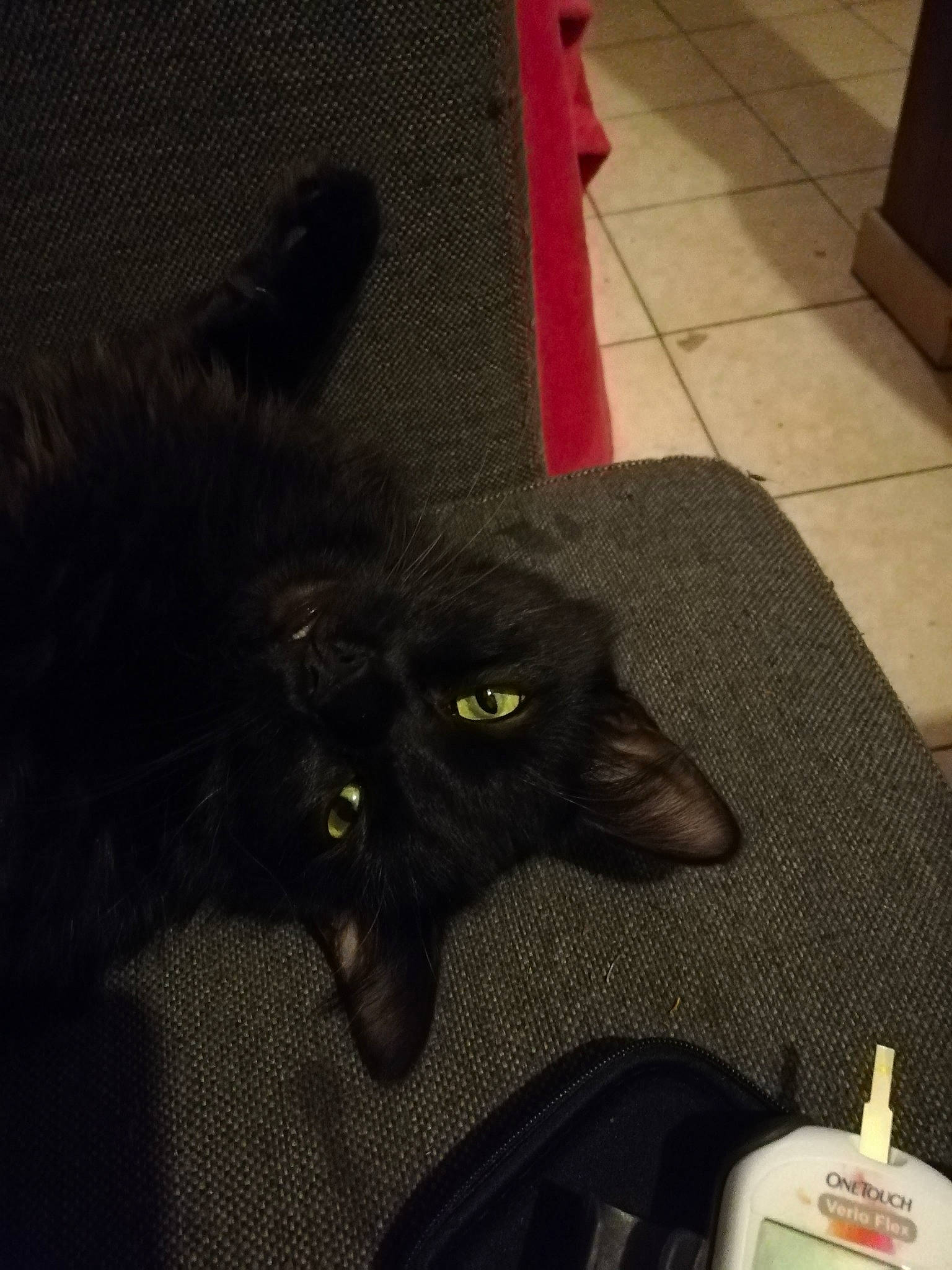 Turbo a rejoint le concours — aidez-le/la à gagner de superbes lots ! black, black_cat, bombay, carnivore, cat, domestic_short_haired_cat, felidae, small_to_medium_sized_cats, whiskers