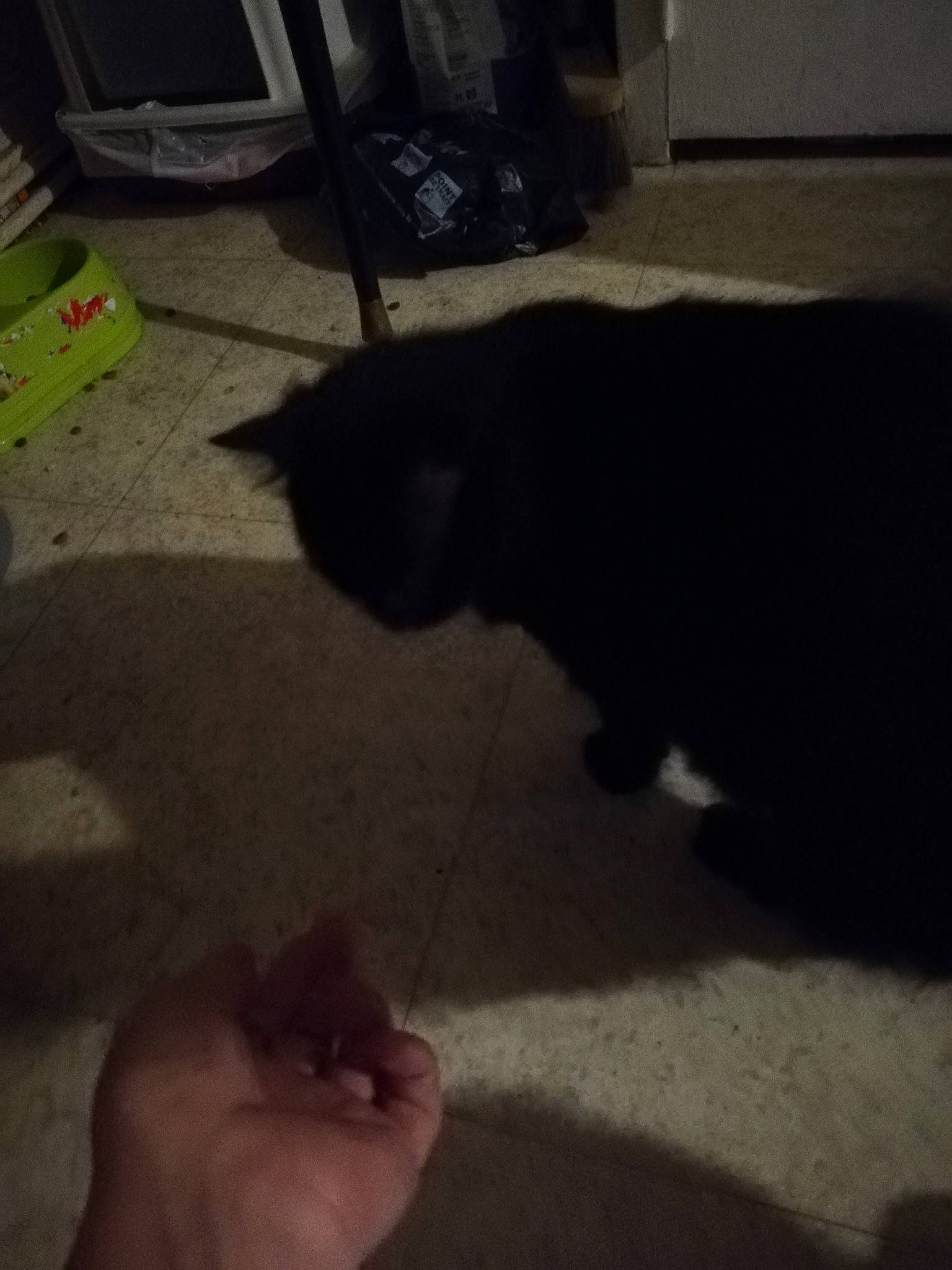 Turbo participe au concours pour gagner de l'argent avec cette photo : black, black_cat, canidae, carnivore, cat, dog_breed, felidae, finger, floor, flooring, hardwood, kitten, puppy, small_to_medium_sized_cats, snout, sporting_group, tail, whiskers, wood