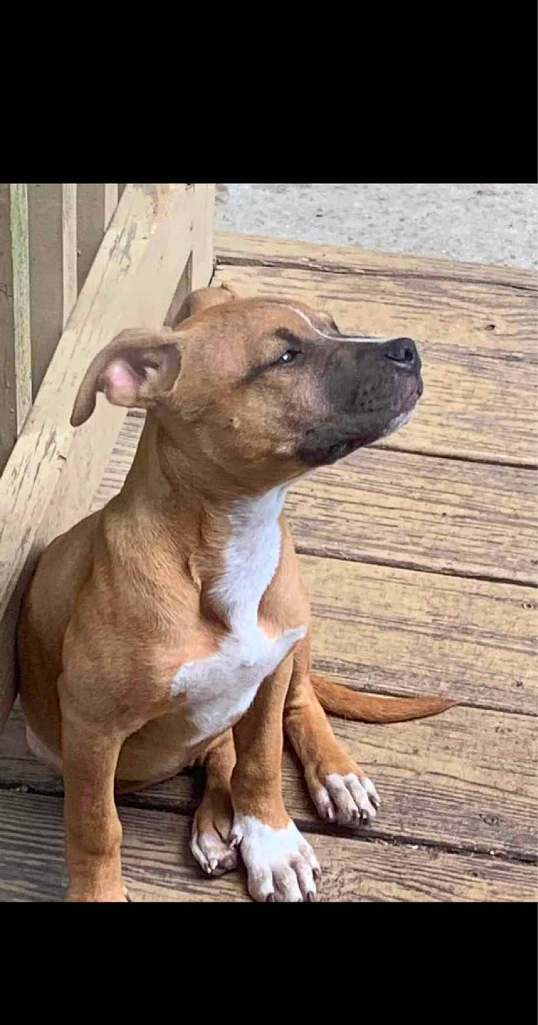 Nova joined the competition — help win amazing prizes! canidae, carnivore, collar, companion_dog, dog, dog_breed, dog_collar, dog_supply, fawn, hardwood, liver, pet_supply, sighthound, snout, sporting_group, terrestrial_animal, toy_dog, whiskers, wood, working_animal