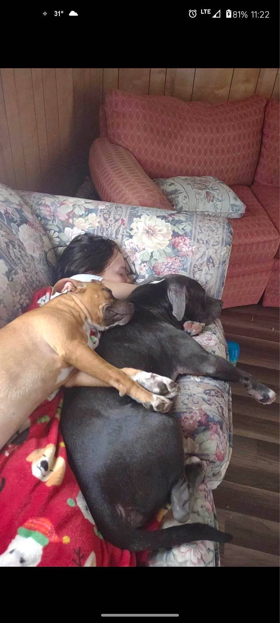 Nova is registered to the contest to win money with this photo: brown, canidae, carnivore, comfort, companion_dog, couch, dog, dog_breed, fawn, flooring, guard_dog, hardwood, liver, nap, non_sporting_group, puppy, sleep, sporting_group, toy_dog, working_animal