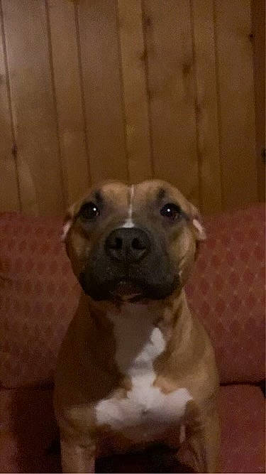 Nova joined the competition — help win amazing prizes! ancient_dog_breeds, canidae, carnivore, companion_dog, dog, dog_breed, ear, fawn, fur, liver, non_sporting_group, pet_supply, snout, sporting_group, terrestrial_animal, toy, toy_dog, whiskers, wood, working_animal