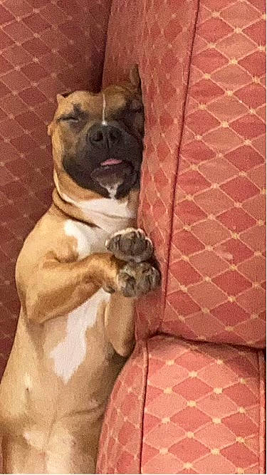 Nova joined the competition — help win amazing prizes! ancient_dog_breeds, bulldog, carnivore, companion_dog, dog, dog_breed, dog_collar, fawn, flooring, molosser, pet_supply, pug, snout, sporting_group, terrestrial_animal, toy_dog, whiskers, wood, working_animal, wrinkle