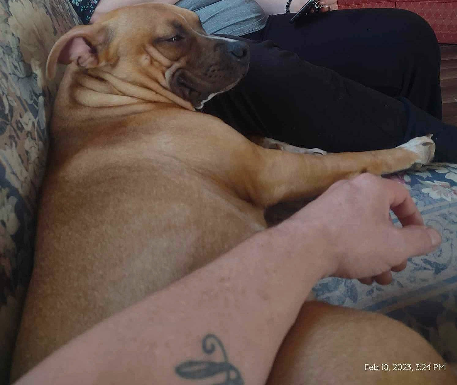 Nova joined the competition — help win amazing prizes! carnivore, comfort, companion_dog, dog, dog_breed, dog_supply, elbow, fawn, flesh, foot, guard_dog, human_leg, liver, nail, thigh, thumb, whiskers, working_animal, wrinkle, wrist