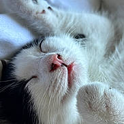 Bambou participe au concours pour gagner de l'argent avec cette photo : cat, kitten, sleeping, close_up, pink_nose, whiskers, black_and_white, fur, paw, cozy, resting, cute, pet, animal, soft, relaxed, indoor, nap, peaceful, feline