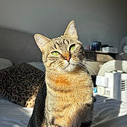 Urus participe au concours pour gagner de l'argent avec cette photo : animal, bed, cat, closeup, cozy, domestic, feline, fur, green_eyes, household, indoor, leopard_print, pet, pillow, portrait, relaxed, sitting, sunlight, tabby, whiskers