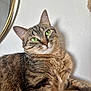 Urus participe au concours pour gagner de l'argent avec cette photo : animal, cat, closeup, cute, domestic_cat, ear, feline, fur, green_eyes, indoor, looking_away, lying_down, mammal, mirror, pet, portrait, relaxed, tabby, wall, whiskers