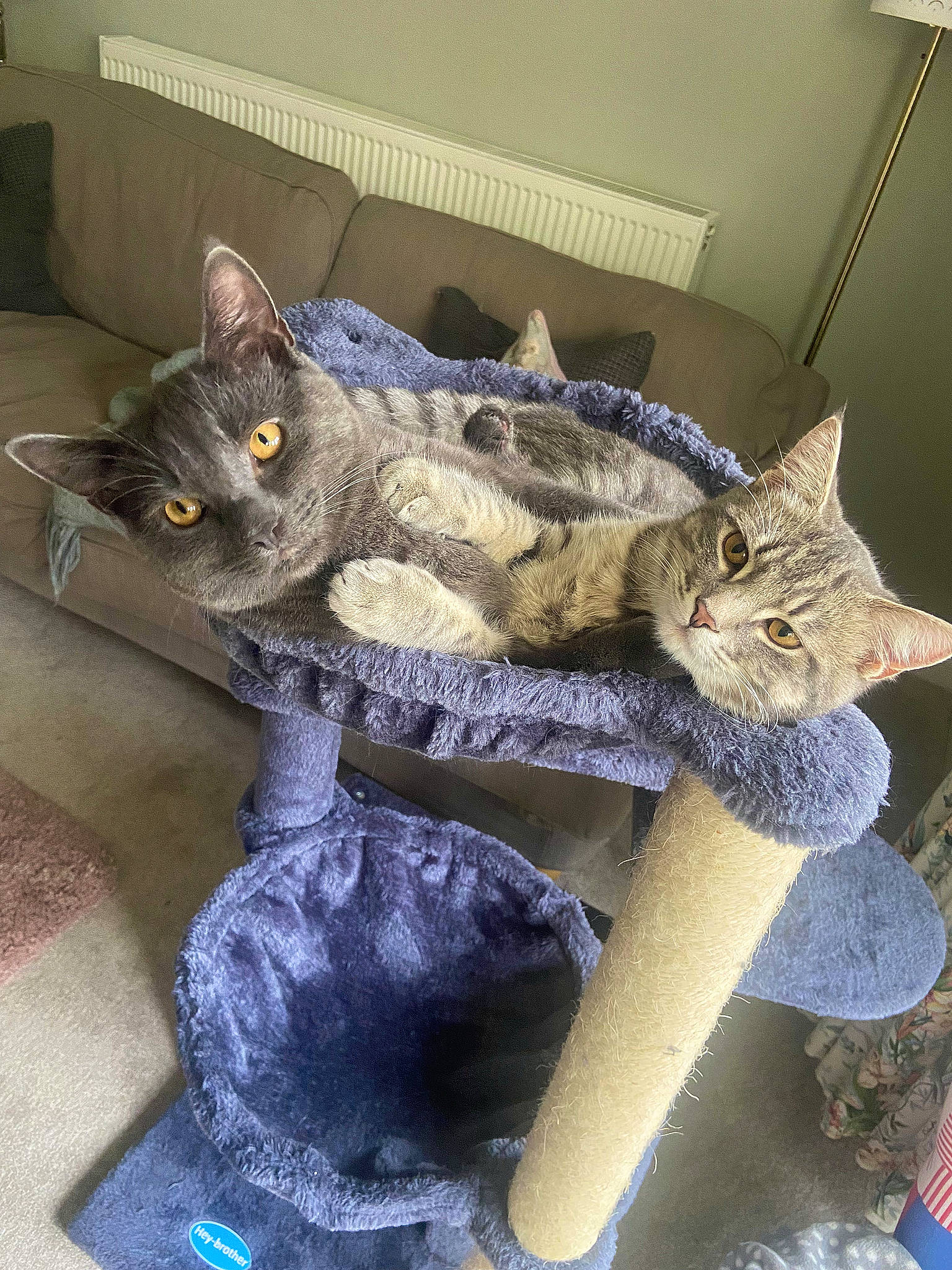 Jeeves is registered to the contest to win money with this photo: art, carnivore, cat, cat_supply, chair, comfort, domestic_short_haired_cat, felidae, fur, grey, metal, plant, small_to_medium_sized_cats, tail, vertebrate, whiskers, window