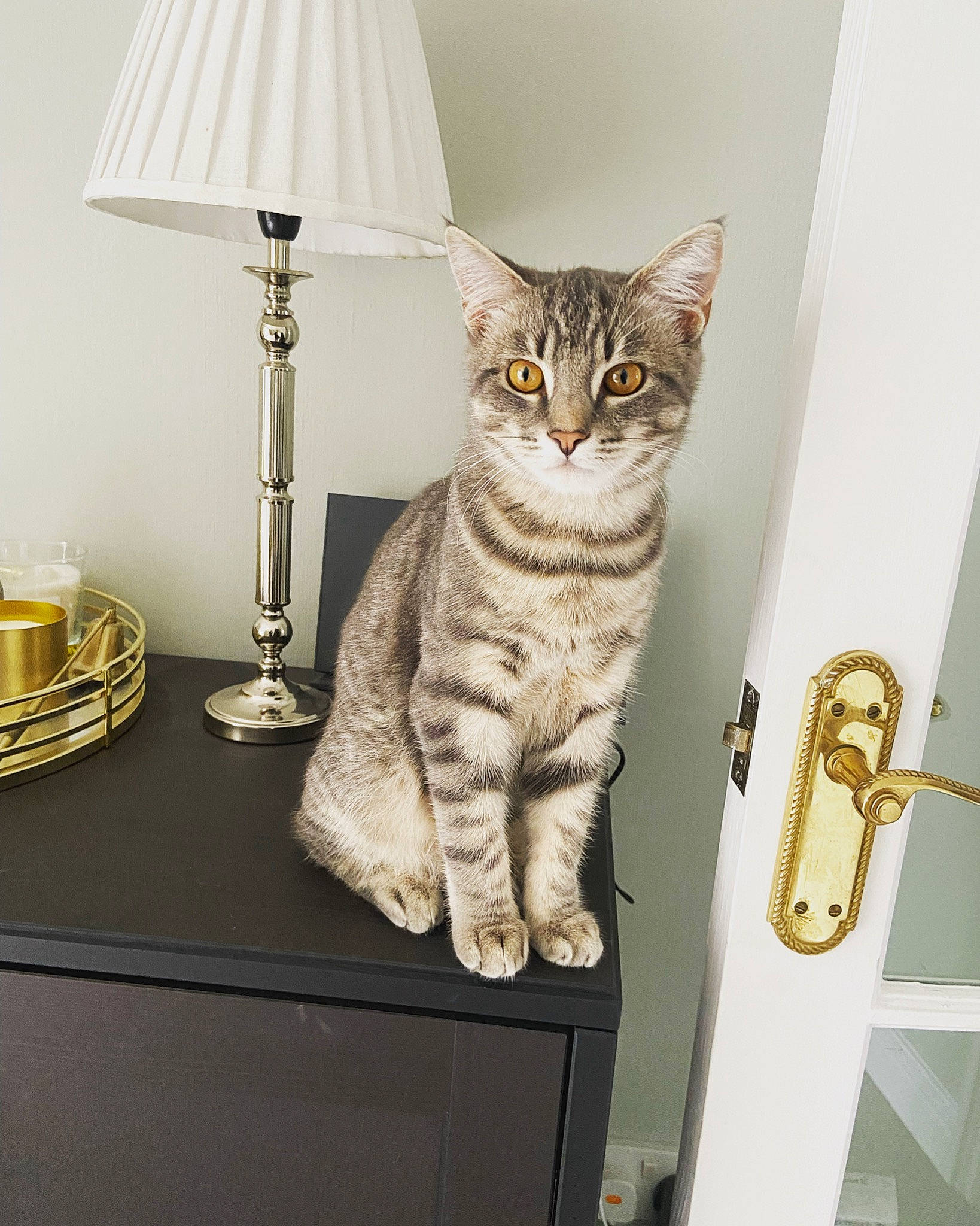 Jeeves joined the competition — help win amazing prizes! carnivore, cat, domestic_short_haired_cat, door, felidae, fur, furniture, grey, lamp, lampshade, metal, rectangle, room, shelf, shelving, small_to_medium_sized_cats, table, tail, whiskers, wood