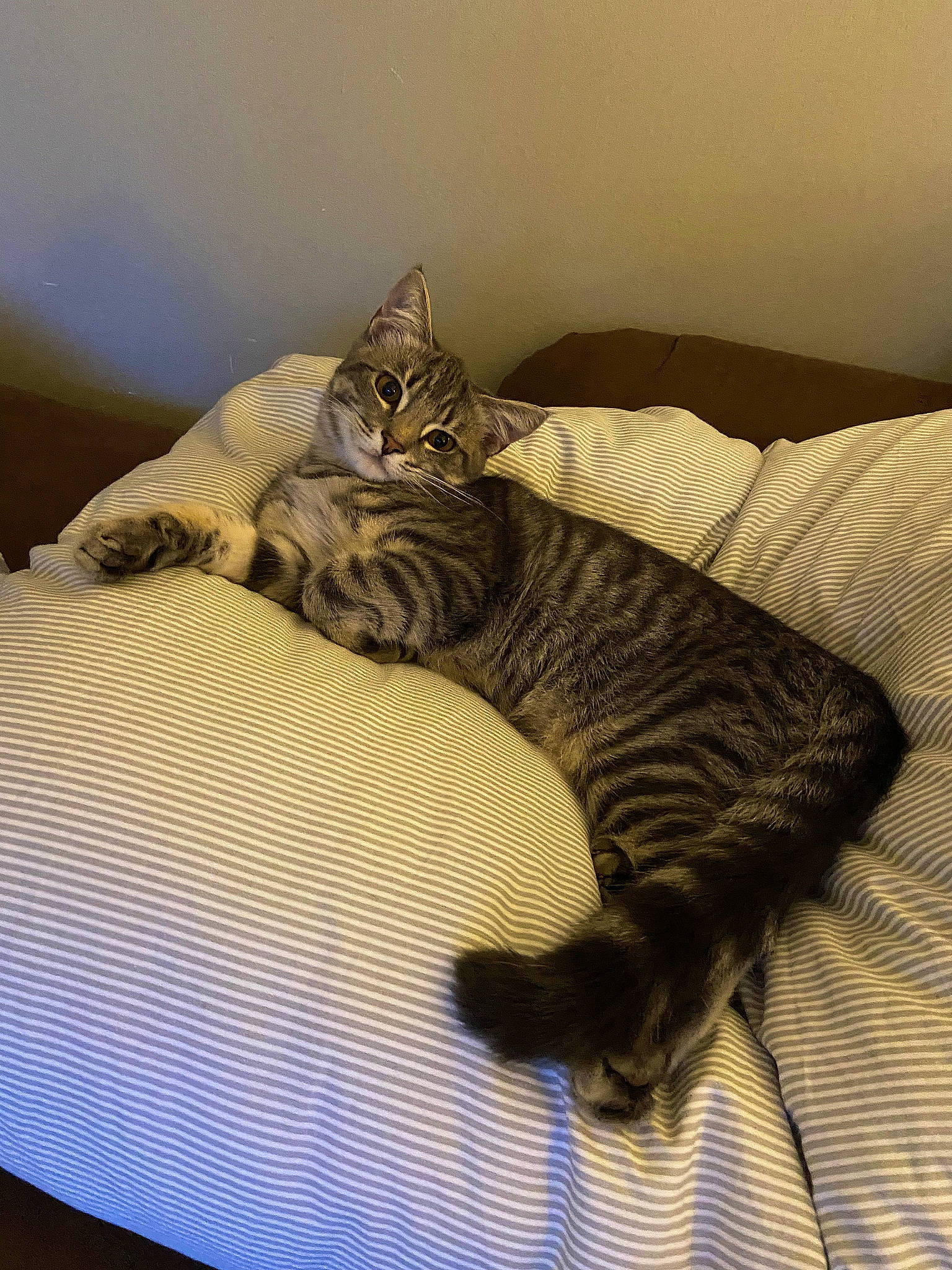 Jeeves is registered to the contest to win money with this photo: bed, bedding, carnivore, cat, comfort, fawn, felidae, flooring, grey, hardwood, linens, room, small_to_medium_sized_cats, snout, table, tail, textile, tints_and_shades, whiskers, wood