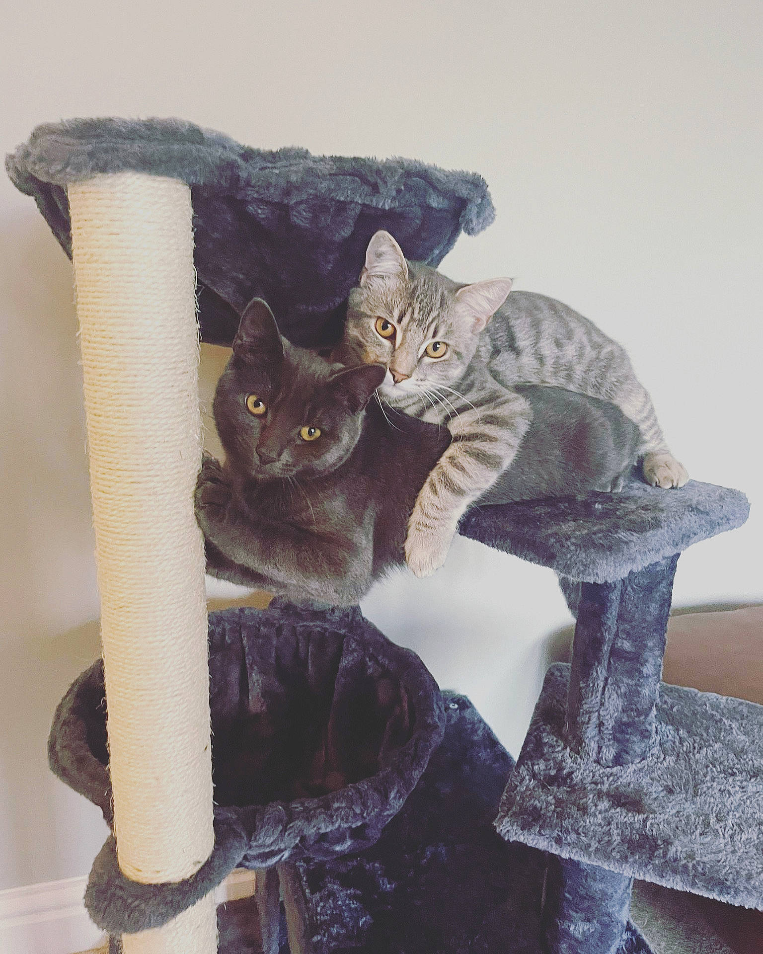 Jeeves is registered to the contest to win money with this photo: art, carnivore, cat, cat_bed, cat_furniture, cat_supply, chair, comfort, domestic_short_haired_cat, felidae, fur, grey, mammal, pet_supply, shelf, small_to_medium_sized_cats, tail, vertebrate, whiskers, wood