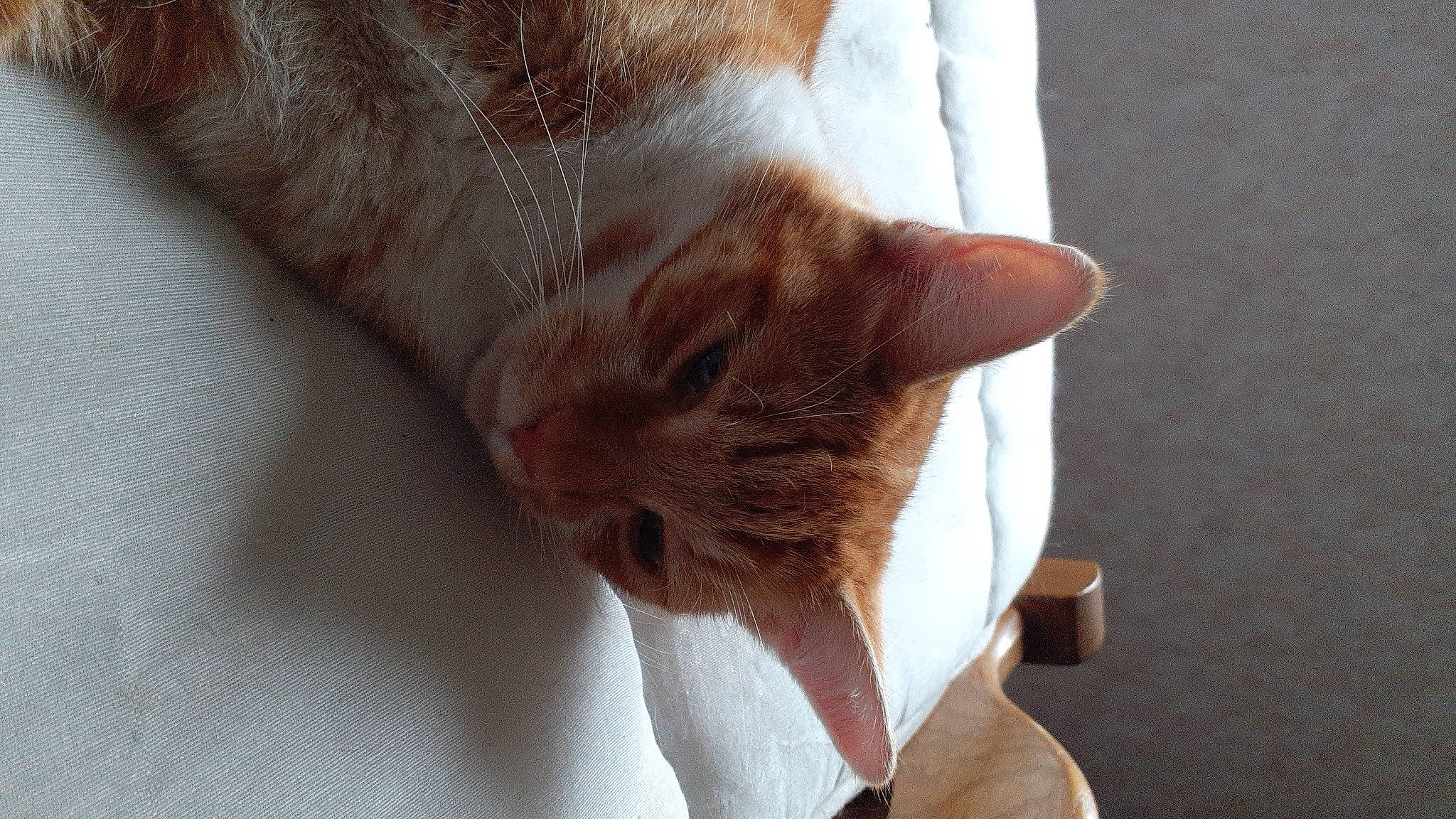 Rouky participe au concours pour gagner de l'argent avec cette photo : carnivore, cat, claw, comfort, domestic_short_haired_cat, ear, fawn, felidae, foot, fur, human_leg, linens, nail, nap, paw, small_to_medium_sized_cats, tail, whiskers, wood