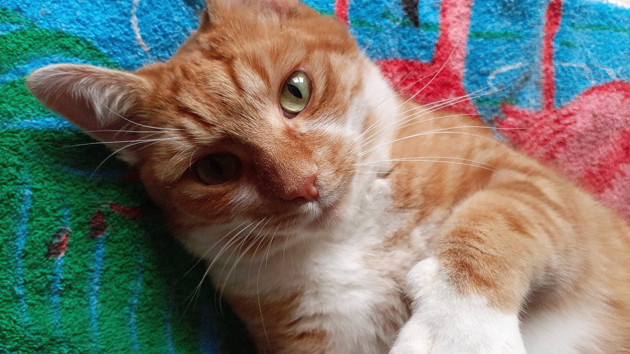 Rouky participe au concours pour gagner de l'argent avec cette photo : carnivore, cat, claw, domestic_short_haired_cat, fawn, felidae, fur, grass, iris, pattern, paw, photo_caption, plant, small_to_medium_sized_cats, snout, tail, whiskers, window, woven_fabric