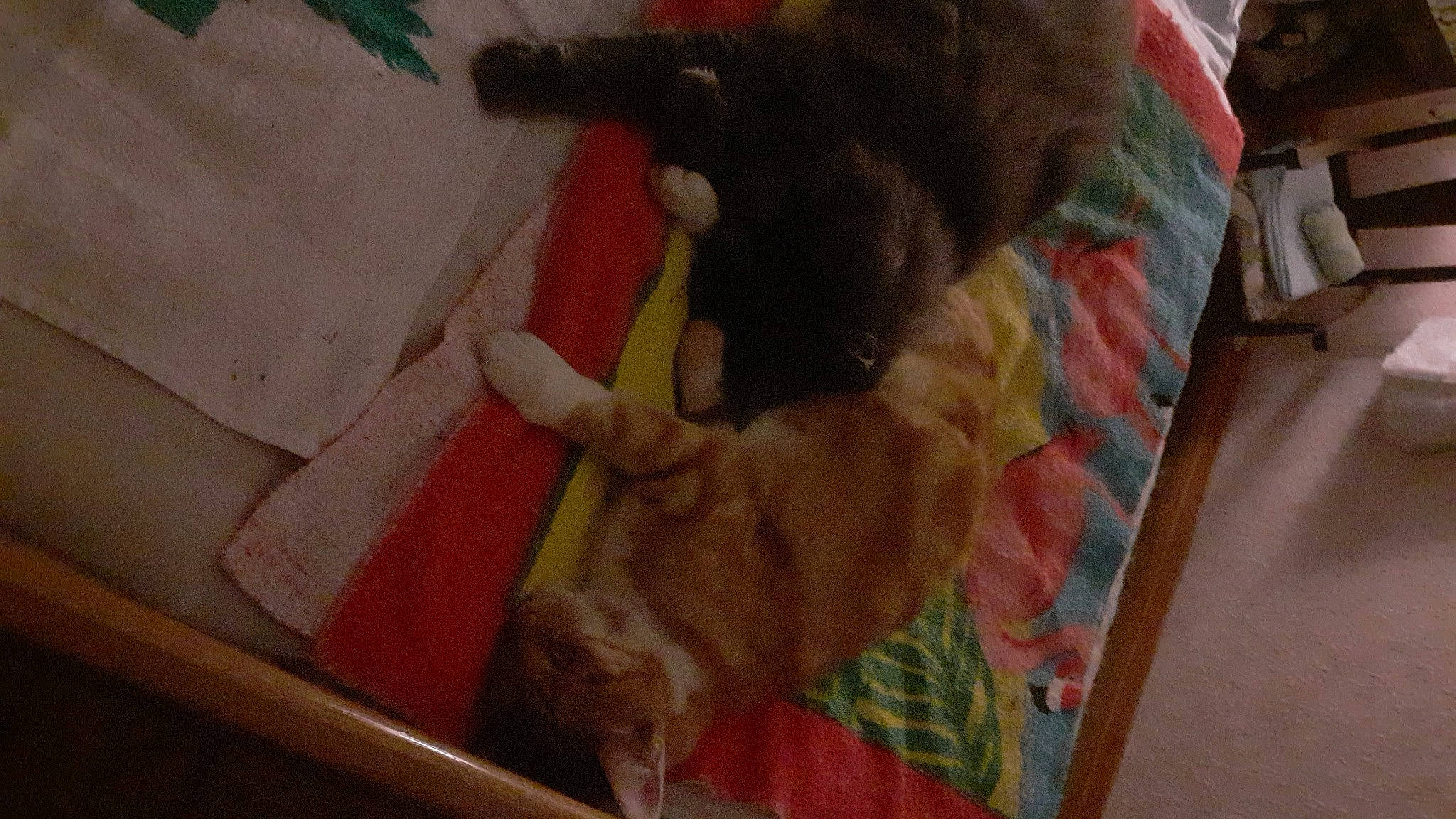 Rouky participe au concours pour gagner de l'argent avec cette photo : canidae, carnivore, comfort, companion_dog, dog, dog_breed, fawn, felidae, flooring, fur, hardwood, liver, nap, pet_supply, small_to_medium_sized_cats, sporting_group, tail, toy_dog, wood, working_animal