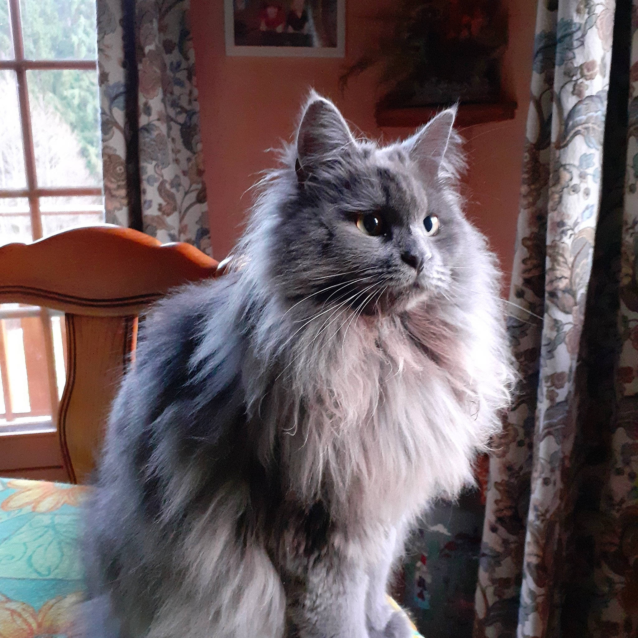 Stanley participe au concours pour gagner de l'argent avec cette photo : art, british_longhair, carnivore, cat, felidae, fur, grey, maine_coon, small_to_medium_sized_cats, snout, tail, whiskers, window, wood
