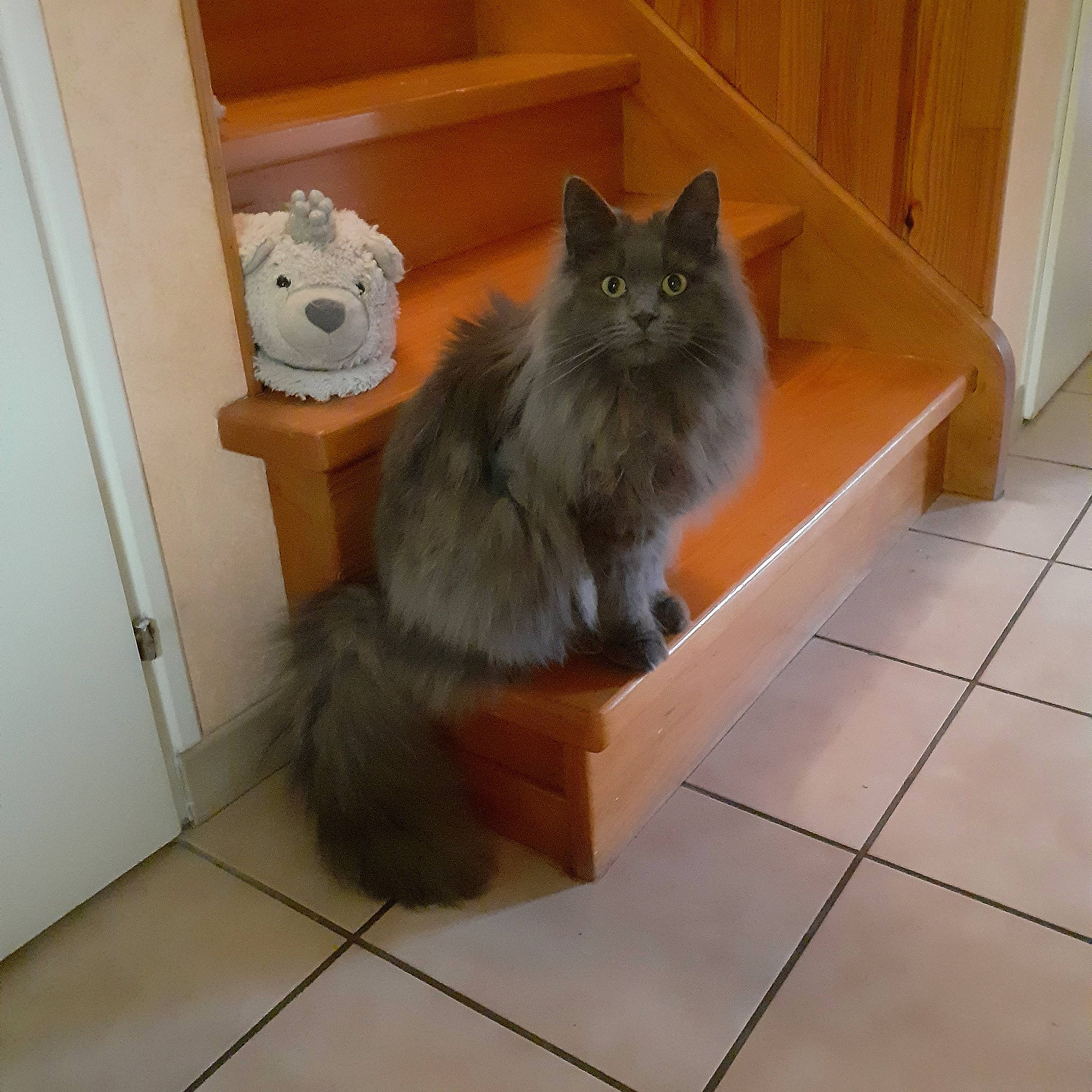 Stanley participe au concours pour gagner de l'argent avec cette photo : box, british_longhair, carnivore, cat, door, fawn, felidae, floor, flooring, fur, grey, hardwood, laminate_flooring, small_to_medium_sized_cats, snout, tail, tile_flooring, whiskers, wood, wood_flooring