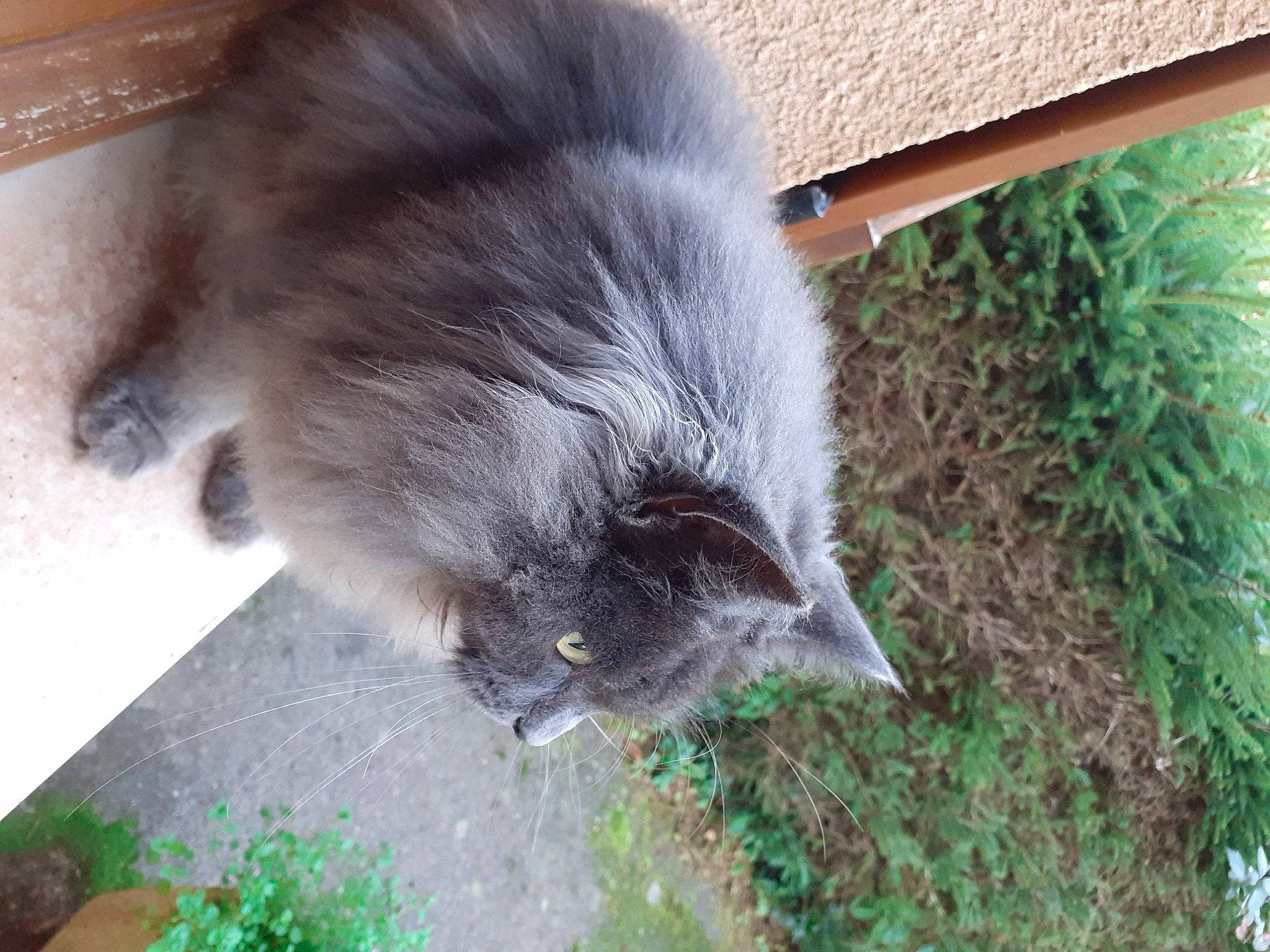 Stanley participe au concours pour gagner de l'argent avec cette photo : canidae, carnivore, cat, domestic_short_haired_cat, fawn, felidae, fur, grass, plant, small_to_medium_sized_cats, snout, tail, terrestrial_animal, whiskers, wildlife