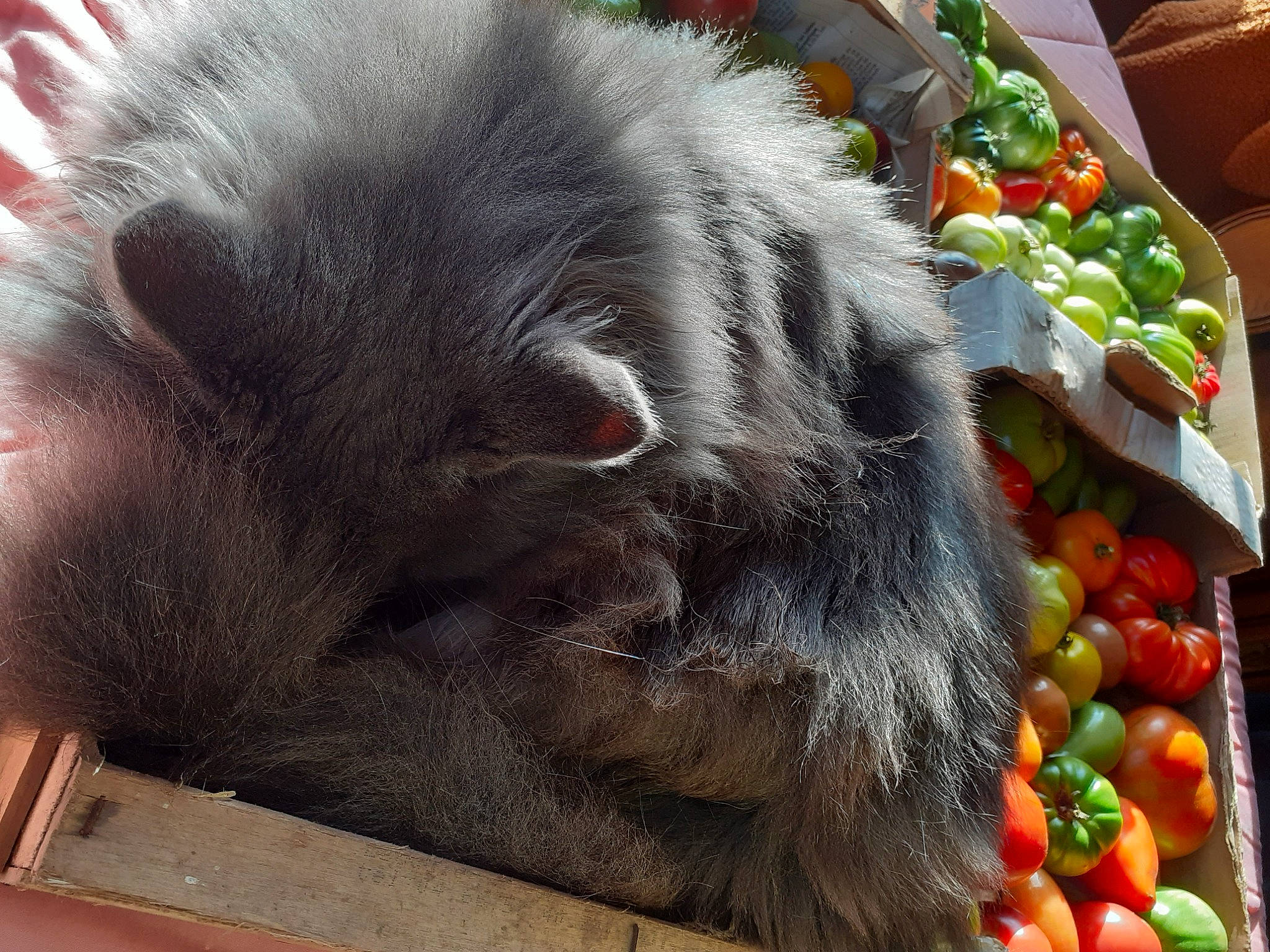 Stanley participe au concours pour gagner de l'argent avec cette photo : bush_tomato, carrot, citrus, food, food_group, fruit, fur, greengrocer, ingredient, leaf_vegetable, local_food, natural_foods, plum_tomato, produce, rangpur, small_to_medium_sized_cats, superfood, valencia_orange, vegetable, whole_food