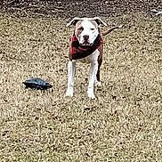 Chief is registered to the contest to win money with this photo: dog, turtle, backyard, grass, bandana, animal, pet, outdoor, fence, nature, mammal, reptile, brown, white, standing, alert, daytime, quiet, yard, companion
