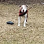 dog, turtle, backyard, grass, bandana, animal, pet, outdoor, fence, nature, mammal, reptile, brown, white, standing, alert, daytime, quiet, yard, companion