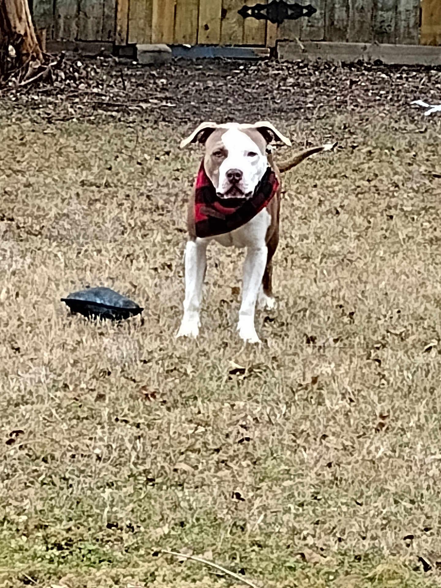 Chief is registered to the contest to win money with this photo: dog, turtle, backyard, grass, bandana, animal, pet, outdoor, fence, nature, mammal, reptile, brown, white, standing, alert, daytime, quiet, yard, companion