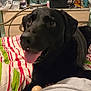 Sam a rejoint le concours — aidez-le/la à gagner de superbes lots ! dog, black_dog, bed, blanket, striped, tongue_out, indoor, television, drawer, stuffed_toy, room, cable, furniture, pet, happy, closeup, relaxing, toy, home, canine
