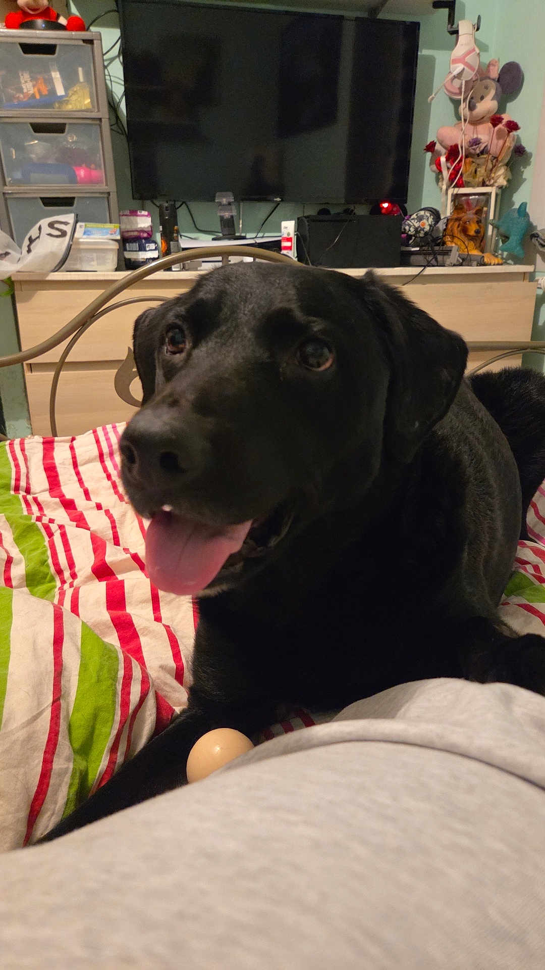 Sam a rejoint le concours — aidez-le/la à gagner de superbes lots ! dog, black_dog, bed, blanket, striped, tongue_out, indoor, television, drawer, stuffed_toy, room, cable, furniture, pet, happy, closeup, relaxing, toy, home, canine