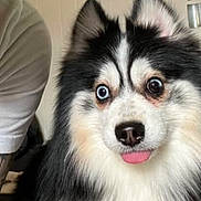 Raiden is registered to the contest to win money with this photo: dog, fluffy, black_and_white, tongue_out, indoor, person, white_shirt, blue_eye, brown_eye, pet, cute, animal, fur, face, ears, nose, close_up, portrait, expression, companion
