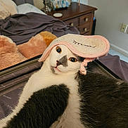 Gus joined the competition — help win amazing prizes! cat, tuxedo_cat, feline, pet, sleep_mask, eye_mask, whiskers, eyes, fur, close_up, bedroom, bed, blanket, suitcase, nightstand, alarm_clock, indoor, cozy, lounging, portrait