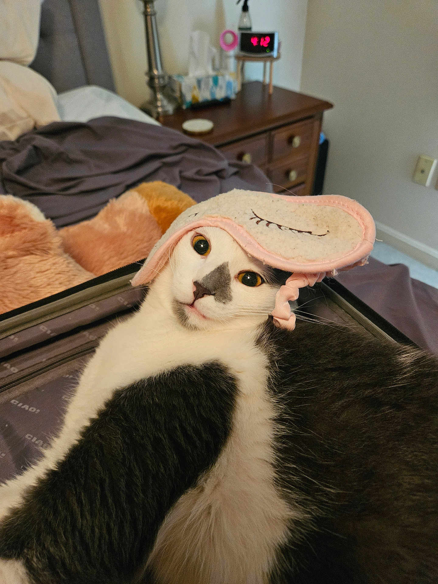 Gus joined the competition — help win amazing prizes! cat, tuxedo_cat, feline, pet, sleep_mask, eye_mask, whiskers, eyes, fur, close_up, bedroom, bed, blanket, suitcase, nightstand, alarm_clock, indoor, cozy, lounging, portrait