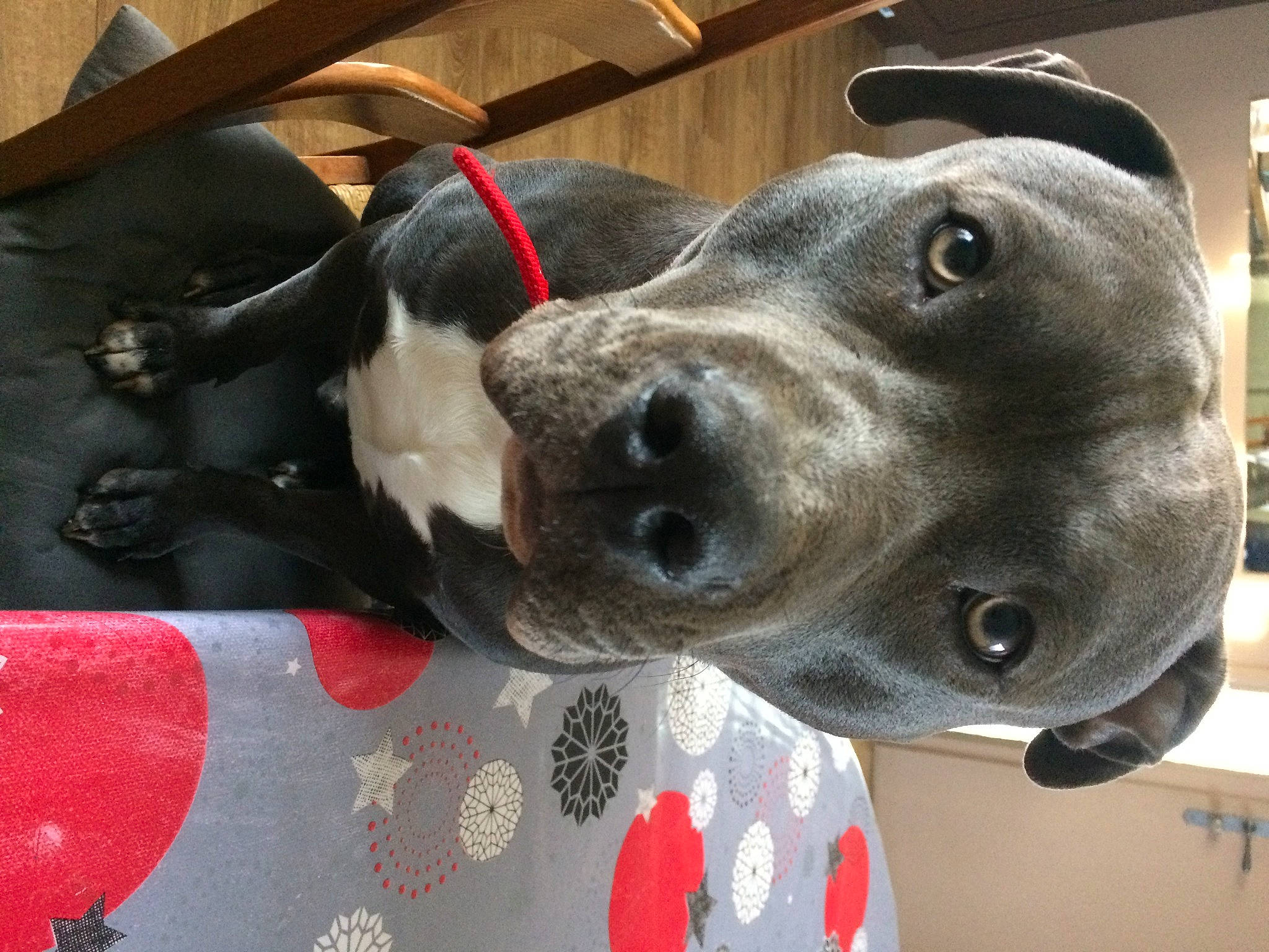 Saphir a rejoint le concours — aidez-le/la à gagner de superbes lots ! canidae, carnivore, collar, comfort, companion_dog, dog, dog_breed, dog_collar, dog_supply, ear, fawn, fur, guard_dog, metal, personal_protective_equipment, pet_supply, snout, sporting_group, whiskers, working_animal