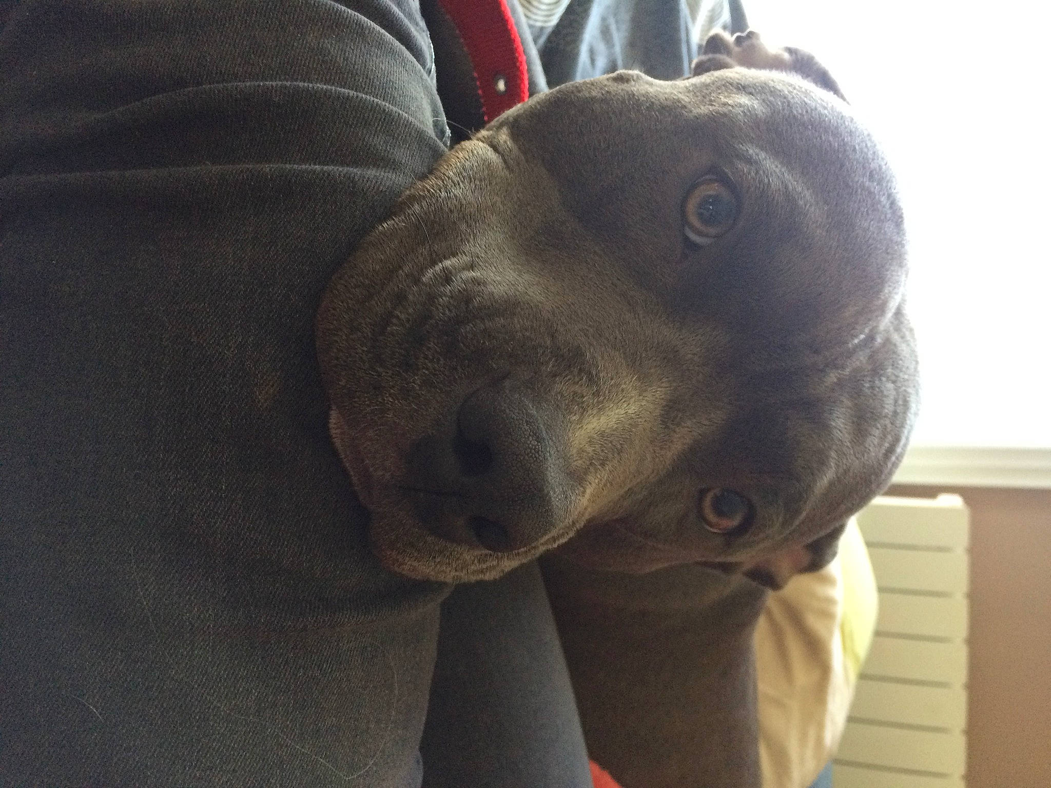 Saphir a rejoint le concours — aidez-le/la à gagner de superbes lots ! canidae, carnivore, comfort, companion_dog, dog, dog_breed, eye, fawn, grey, guard_dog, liver, non_sporting_group, selfie, snout, sporting_group, terrestrial_animal, whiskers, working_animal