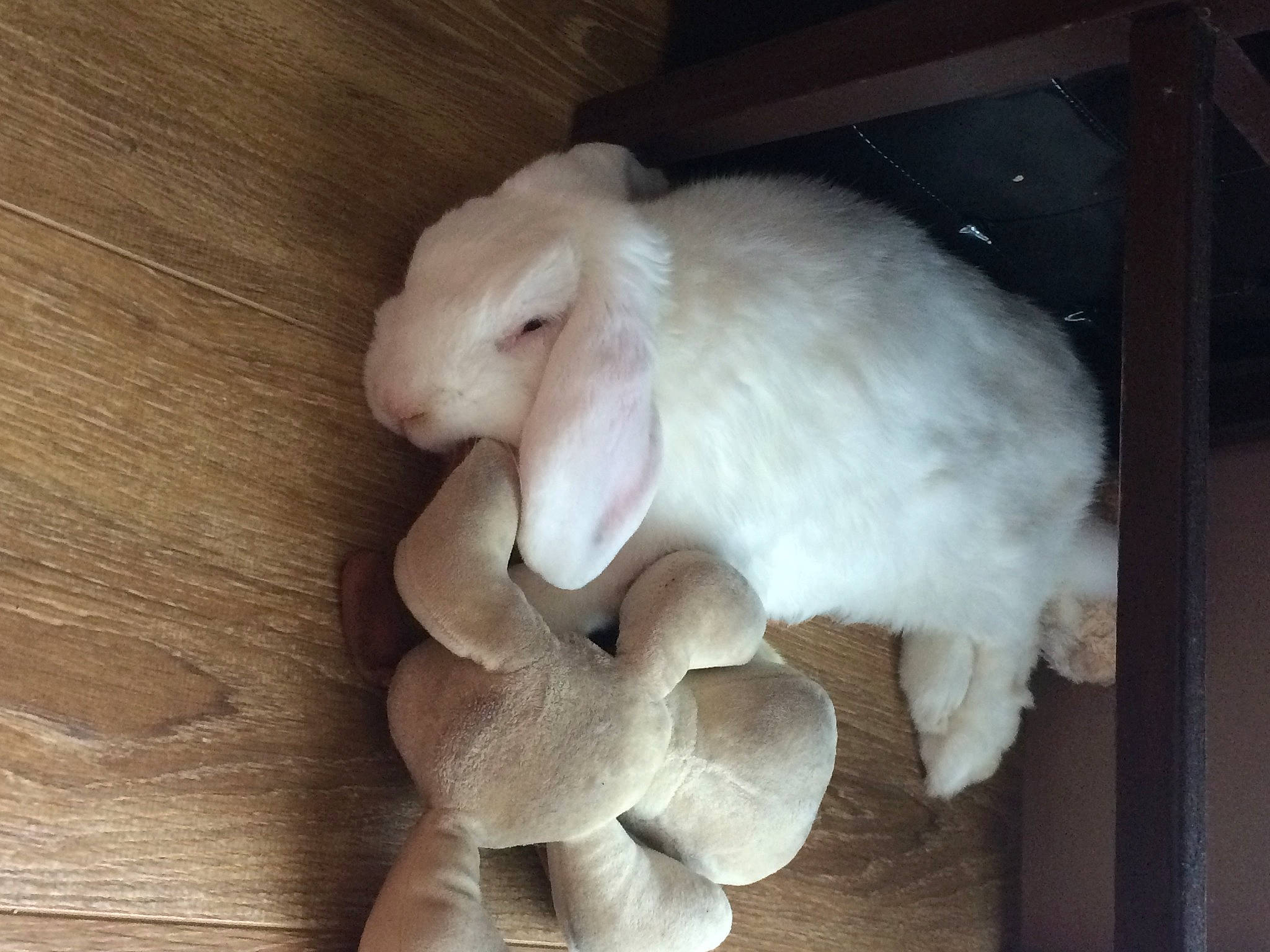 Lapinou participe au concours pour gagner de l'argent avec cette photo : domestic_rabbit, ear, fur, hardwood, hare, natural_material, petal, rabbit, rabbits_and_hares, toy, wood, wood_stain