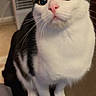 Luna joined the competition — help win amazing prizes! cat, black_and_white, indoor, pet, feline, curious, whiskers, sitting, looking_up, fur, close_up, animal, domestic, cute, eyes, nose, ears, household, warm, cozy