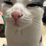 Luna joined the competition — help win amazing prizes! cat, close_up, black_and_white, whiskers, pink_nose, feline, pet, animal, indoor, face, fur, cute, expression, portrait, domestic_cat, whisker, closeup, muzzle, squinting, curious