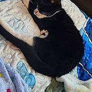 Leighya joined the competition — help win amazing prizes! animal, bed, blanket, cat, cozy, cute, domestic_cat, fur, indoor, nap, paw, pet, quilt, relaxed, resting, sleeping, soft, tail, tuxedo_cat, whiskers