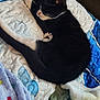 animal, bed, blanket, cat, cozy, cute, domestic_cat, fur, indoor, nap, paw, pet, quilt, relaxed, resting, sleeping, soft, tail, tuxedo_cat, whiskers
