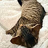Patricio is registered to the contest to win money with this photo: animal, blanket, cat, comfort, cozy, cute, domestic, ears, feline, fur, indoor, pet, relaxation, resting, sleeping, soft, striped, tabby, whiskers, white