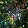 Patricio is registered to the contest to win money with this photo: kitten, tabby_cat, christmas_lights, greenery, holiday_decor, curious, whiskers, striped_fur, close_up, festive, indoor, glowing, cute, pet, young_cat, exploring, soft_light, decorative_lights, nature, feline