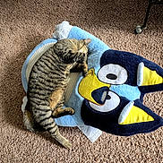 Patricio joined the competition — help win amazing prizes! animal, bluey_character, carpet, cat, comfort, cozy, cute, domestic_cat, feline, floor, indoor, nap, pet, plush, relaxed, resting, sleeping, striped, tabby_cat, toy
